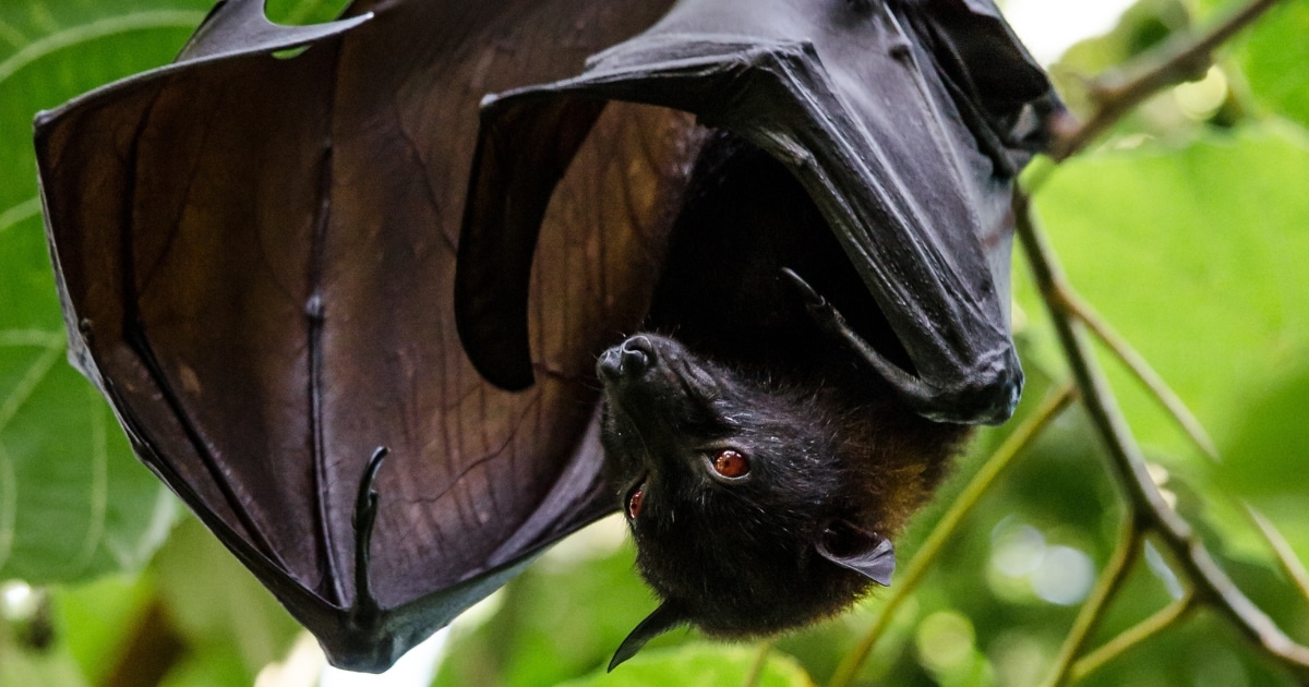 ไวรัสโคโรนา 20 สายพันธุ์ใหม่