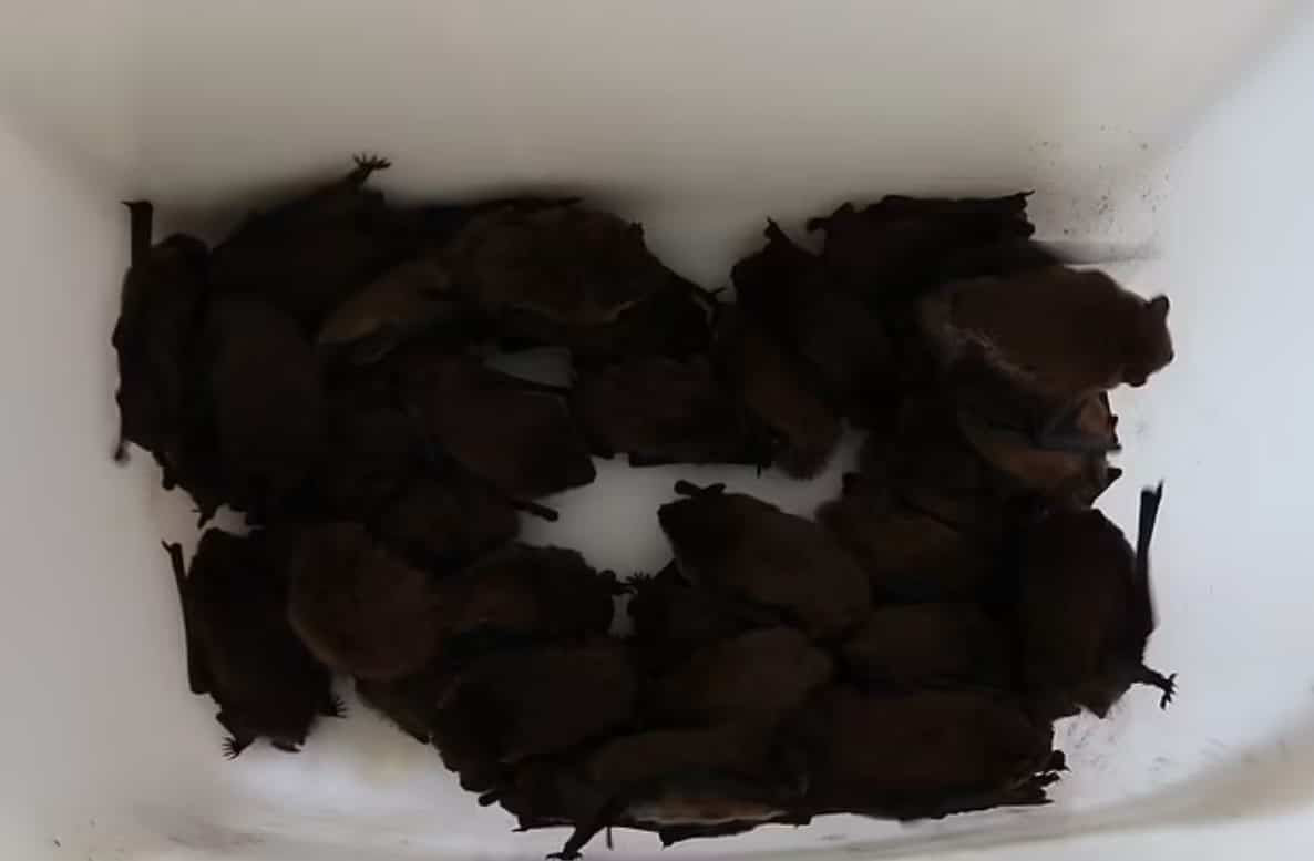 សត្វប្រចៀវ ១១ ក្បាលងាប់