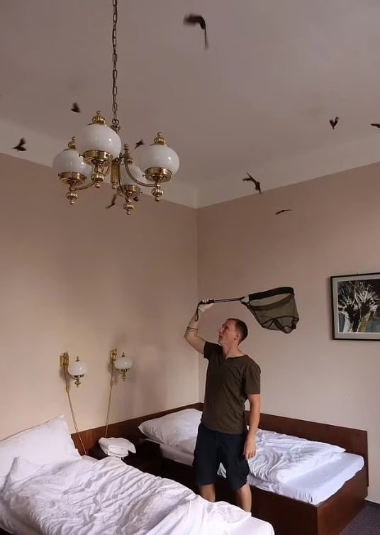 មន្ត្រី​បាន​ប្រើ​ជំនួយ​ការ​មួយ​រូប​ដើម្បី​ចាប់​សត្វ​ប្រចៀវ​មួយ​ក្រុម​ក្នុង​បន្ទប់។