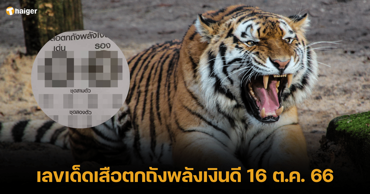 เลขเด็ดเสือ เงินดี หวย 16 10 66 เสริมโชคลาภ เลขเด็ด