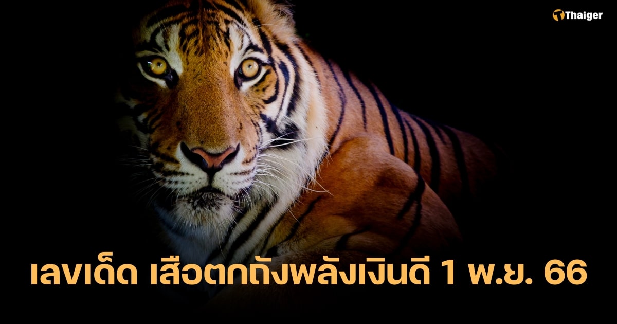 ส่องแนวทาง เสือตกถังพลังเงินดี หวยงวดนี้ 1 พ.ย. 66 ลุ้นโชคต้นเดือน | Thaiger ข่าวไทย