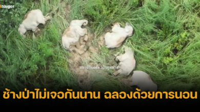 กรมอุทยานฯ เผยภาพสุดน่ารัก ช้างป่าไม่ได้เจอกันนาน ฉลองด้วยการนอนด้วยกัน