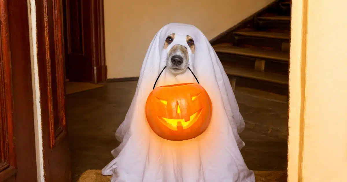 ข้อห้ามที่น่ารู้ในวันฮาโลวีน