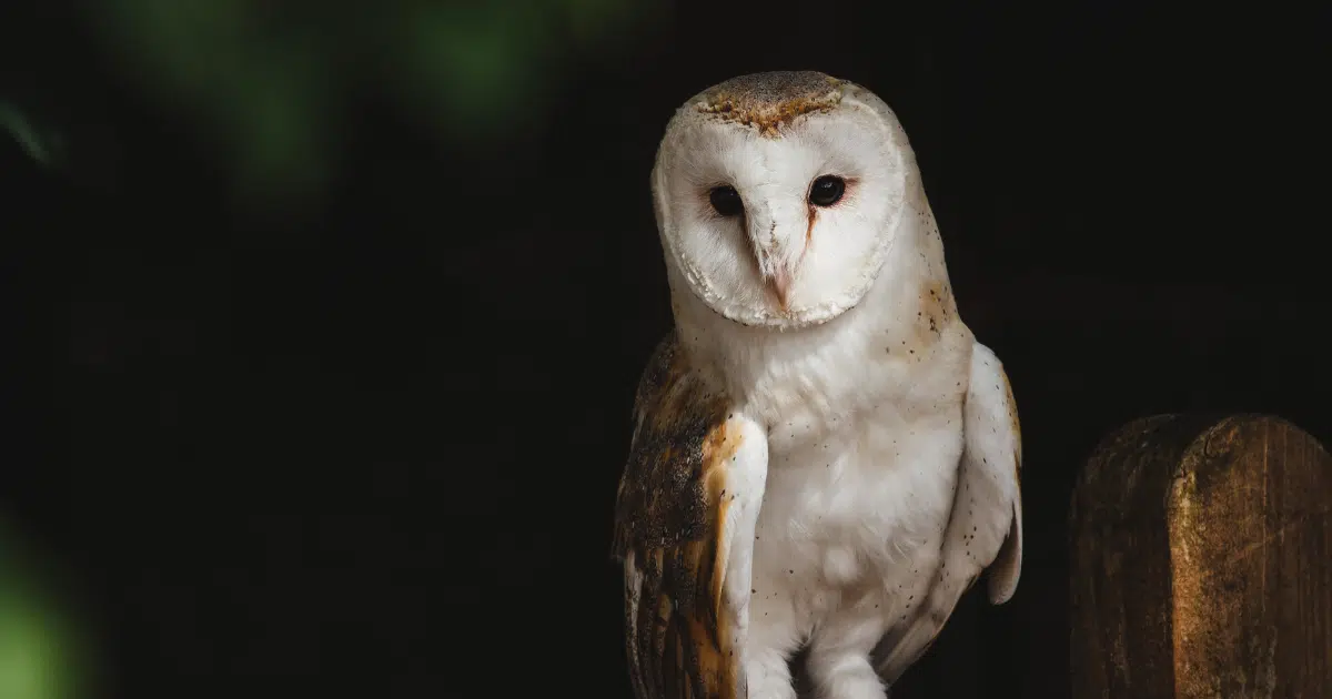 มีความเชื่อว่านกฮูกเป็นสัตว์โชคร้าย