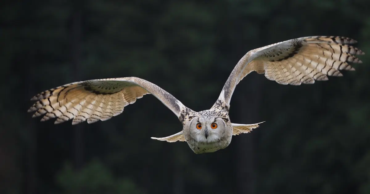 มีความเชื่อว่านกฮูกเป็นสัตว์นำโชค