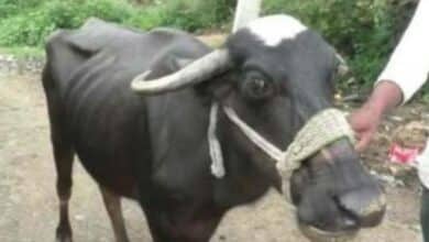 ควายกินทอง