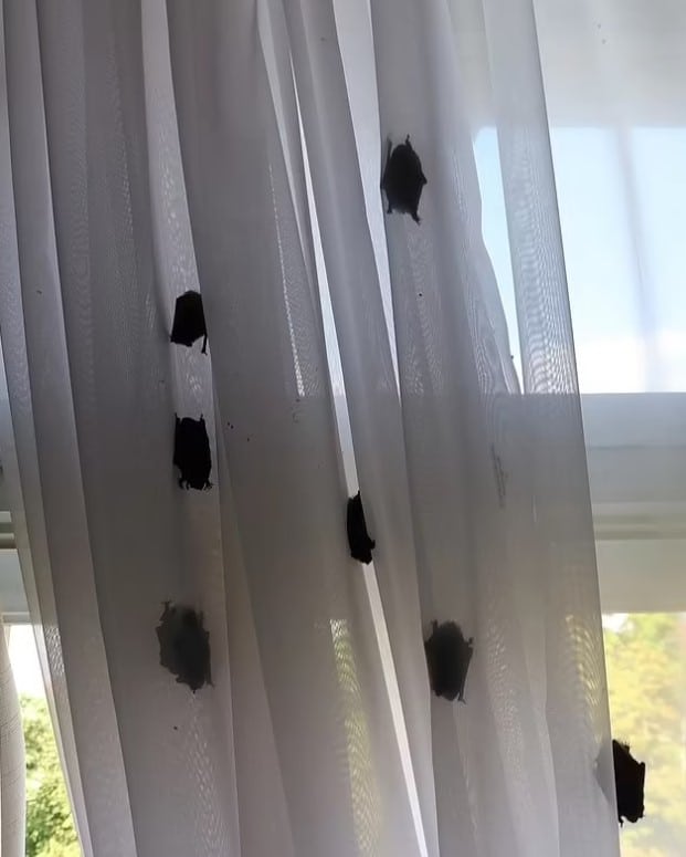 ค้างคาวที่เกาะตามผ้าม่านและหน้าต่าง