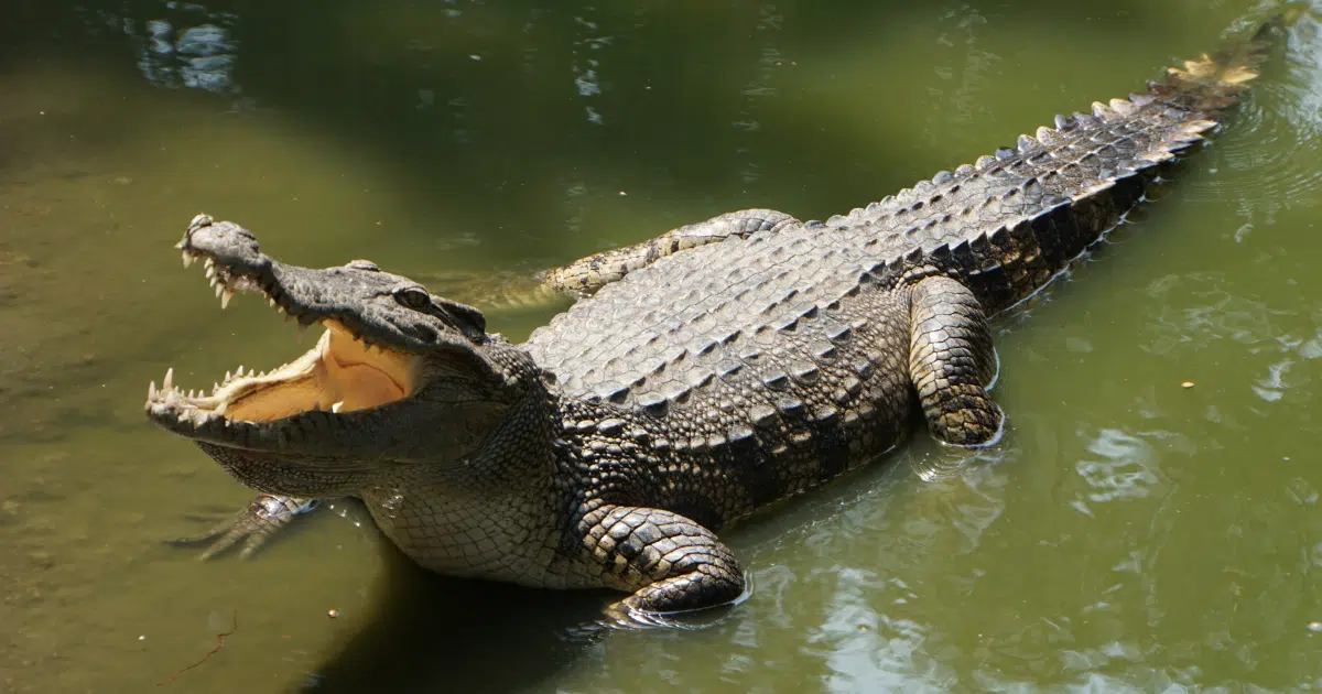 ฝันว่าเลี้ยงสัตว์จระเข้ บรรดาสัตว์ในฝันจะสื่อความว่าอย่างไร