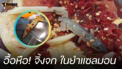 จิ้งจก ในยำแซลมอน กลุ่มพวกเราคือผู้บริโภค