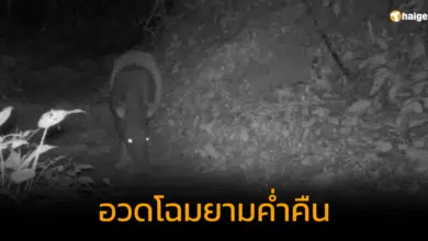 ชมคลิป สมเสร็จ สัตว์ป่าสงวนของเมืองไทย