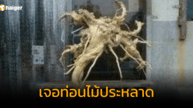 ชายชาวจีนเจอท่อนไม้ประหลาด