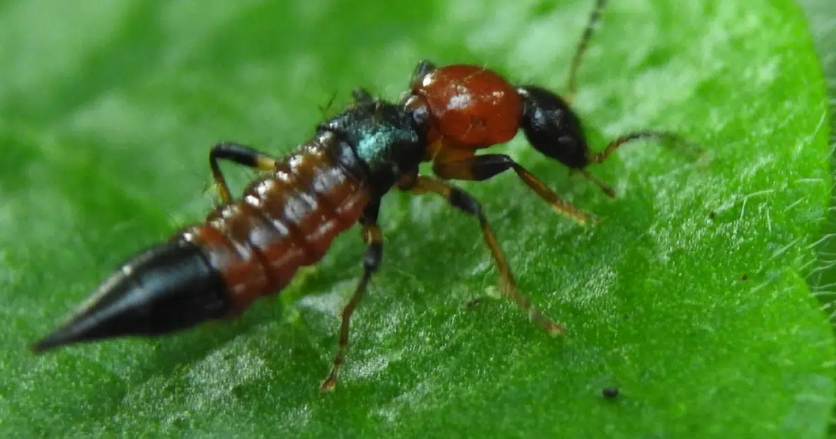 ทำความรู้จักแมลงก้นกระดก