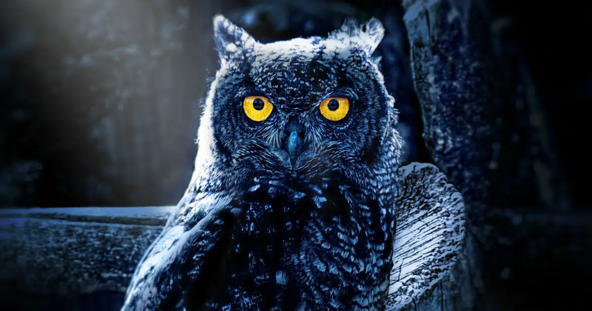 ความเชื่อเกี่ยวกับนกฮูก