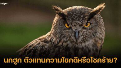 นกฮูก สัญลักษณ์ความเชื่อเรื่องโชคดี โชคร้าย-2