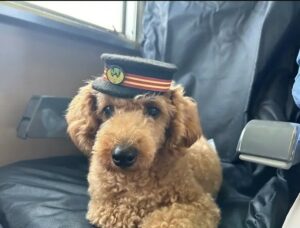 บริษัท JR East อนุญาตให้สุนัขขึ้นรถไฟโดยไม่ต้องอยู่ในกรง