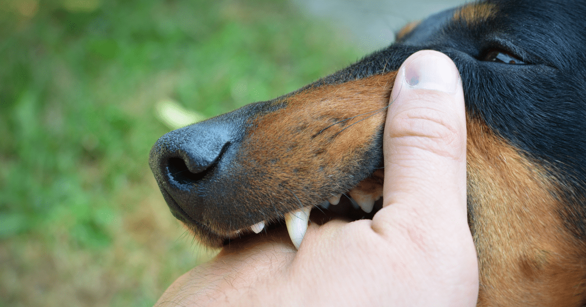 ฝันว่าเกิดอุบัติเหตุสุนัขกัด