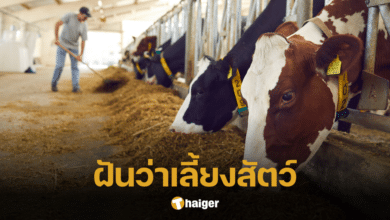 ฝันว่าเลี้ยงสัตว์ บรรดาสัตว์ในฝันจะสื่อความว่าอย่างไร ตีเลขเด็ดเสี่ยงโชค