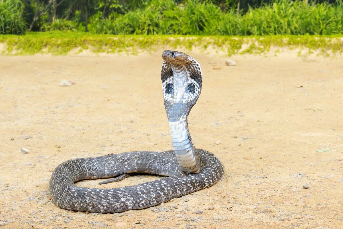 ฝันเห็น งูจงอางชูคอ