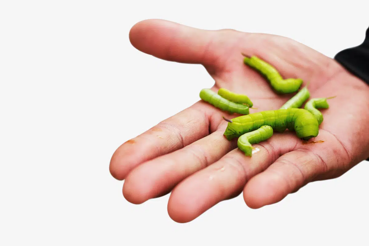 ฝันเห็นหนอนเจาะ