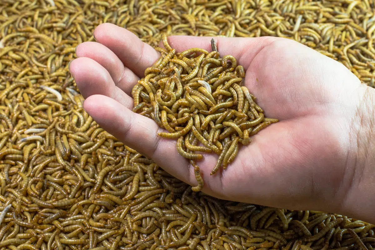 ฝันเห็นหนอนเจาะมือ