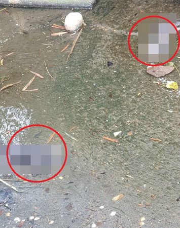 วางยาพิษแมว ไต้หวัน