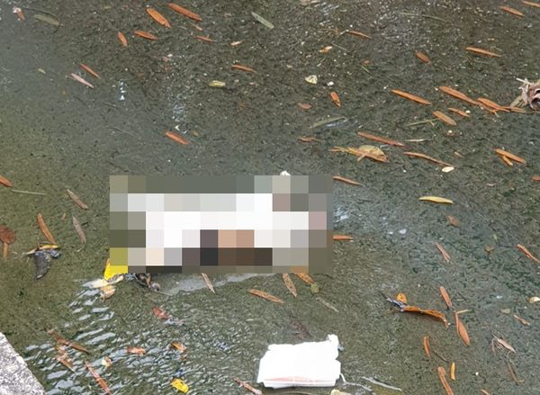 พบศพแมว 9 ตัว ในคูระบายน้ำ