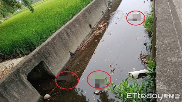 สังหารหมู่แมว ไต้หวัน