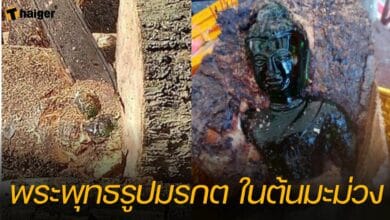 พระพุทธรูปมรกต ต้นมะม่วง