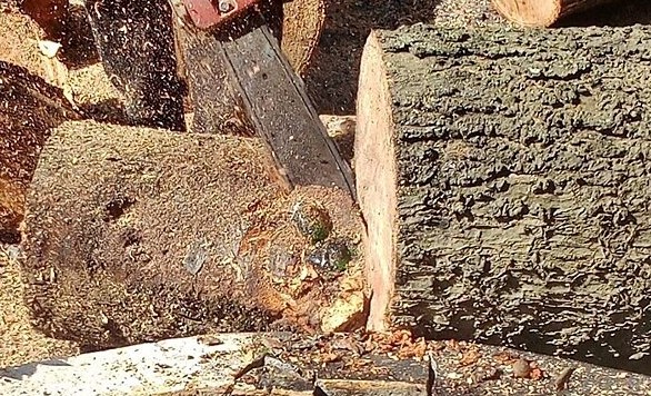 พระพุทธรูปมรกต ต้นมะม่วง