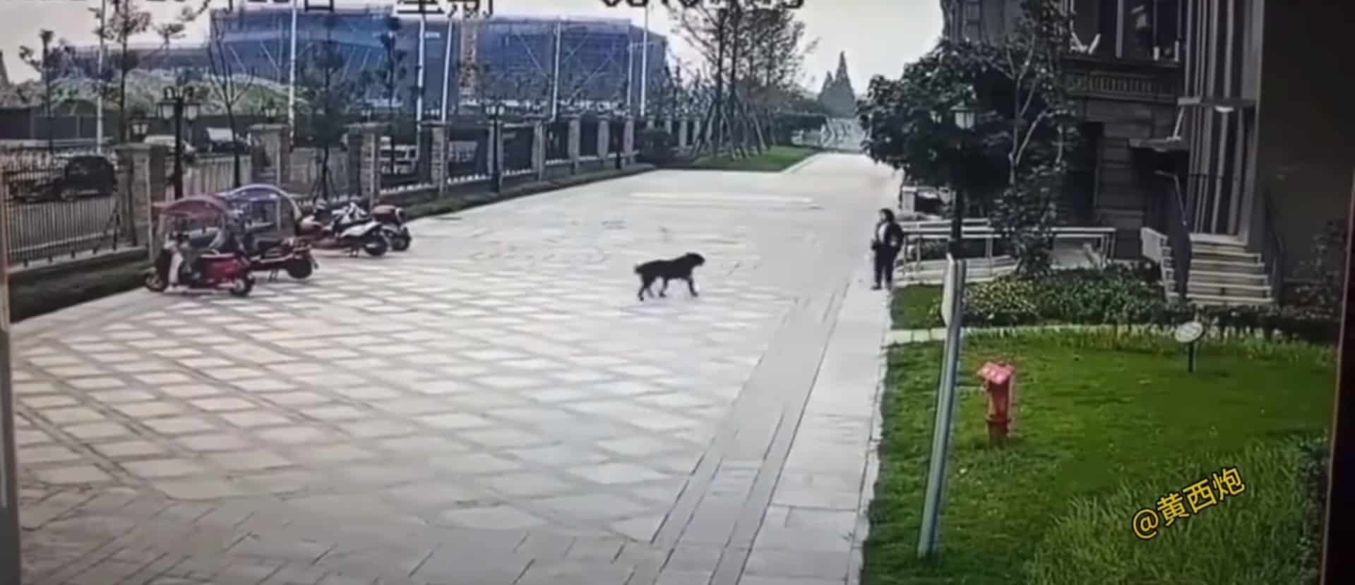 ร็อตไวเลอร์จ้องเหยื่อทั้ง 2 คน