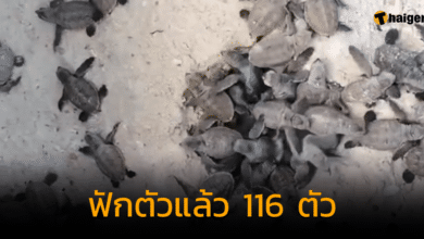 ลูกเต่ากระ แม่เทียนทะเล ฟักตัวแล้ว 116 ตัว