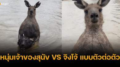 ศักดิ์ศรีลูกผู้ชาย หนุ่มเลือดร้อนสาวหมัดกับจิงโจ้ เพื่อช่วยสุนัขสุดรัก