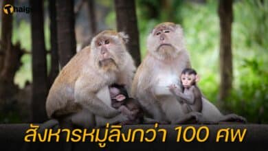 สังหารหมู่ลิงกว่า 100 ศพ