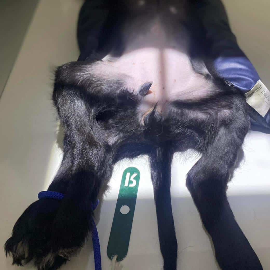 สัตวแพทย์ตรวจสอบขา 2 ขข้างที่งอกออกมาจากช่องคลอด