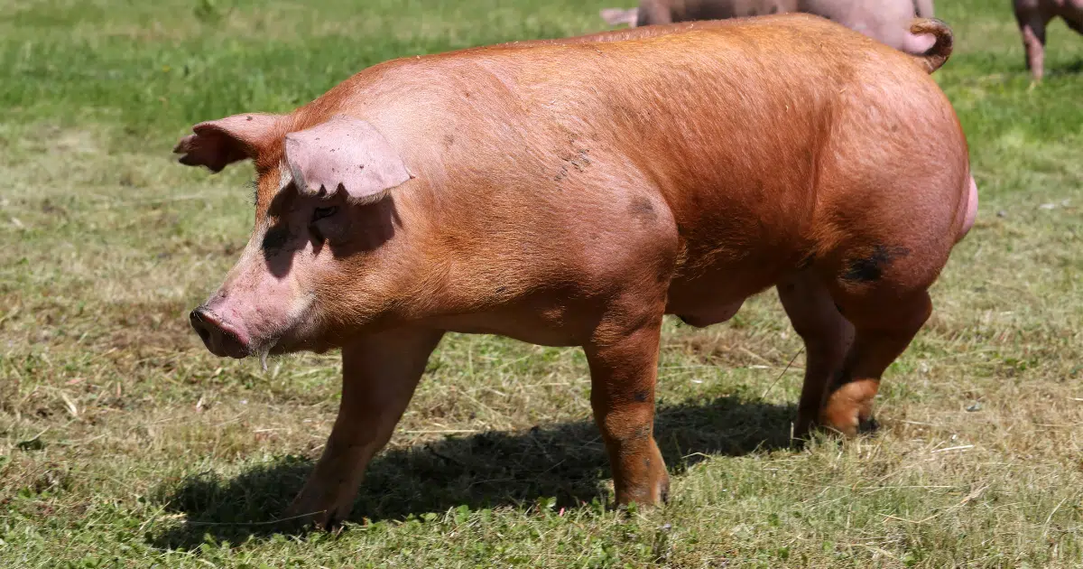 ฝันว่าเลี้ยงสัตว์ หลายชนิด