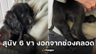 สุนัข 6 ขาถูกทิ้งลานจอดรถ ขางอกจากช่องคลอด พิการแต่กำเนิด (1)