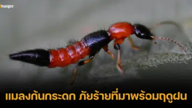 ส่องความอันตราย แมลงก้นกระดก ภัยร้ายที่มาพร้อมฤดูฝน