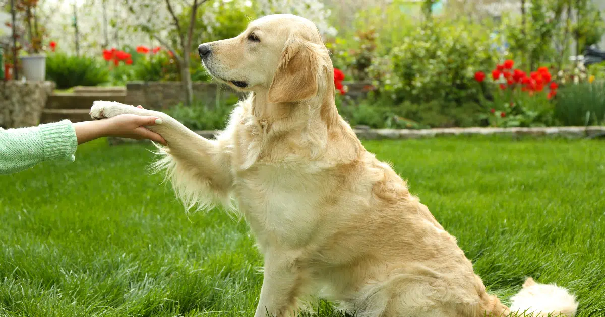 ฝันว่าเลี้ยงสัตว์