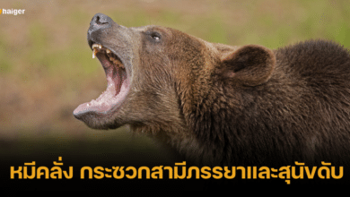 หมีกริซลีคลั่ง กระซวกสองสามีภรรยาและสุนัข ดับอนาถคาป่าแคนาดา