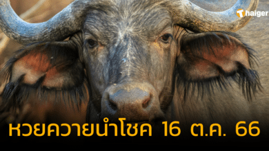 หวยควายนำโชค 16 10 66