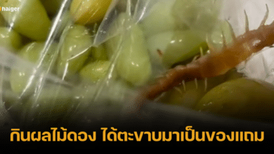 อวสานมื้อเที่ยง สาวช็อกพบ ตะขาบ ในผลไม้ดอง เกือบได้ชิมยาบำรุงชั้นดี