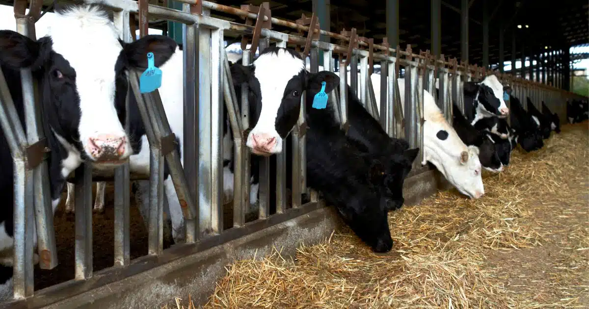 อาชีพแรงงานไทยในอิสราเอล