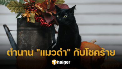 เปิดที่มาความเชื่อ "แมวดำ" กับเรื่องราวในวันฮาโลวีนและโชคร้าย