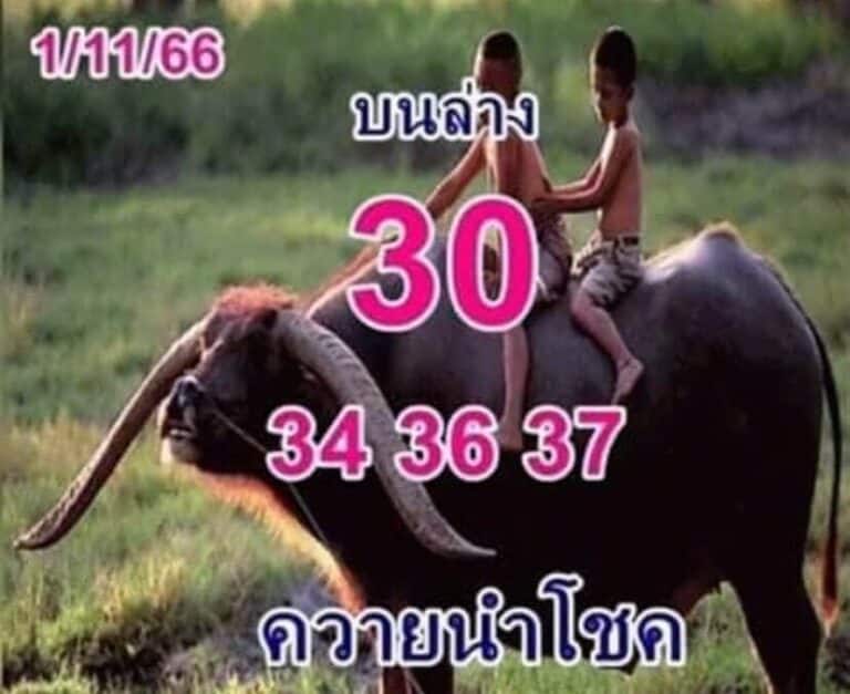 เลขเด็ด ควายนำโชค 1 11 66