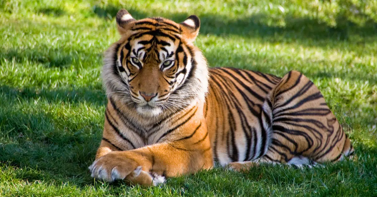 ฝันว่าเลี้ยงเสือ บรรดาสัตว์ในฝันจะสื่อความว่าอย่างไร