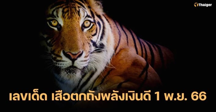 เสือตกถังพลังเงินดี 1 11 66