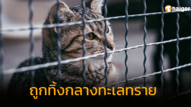 แมวถูกทิ้งกลางทะเลทราย