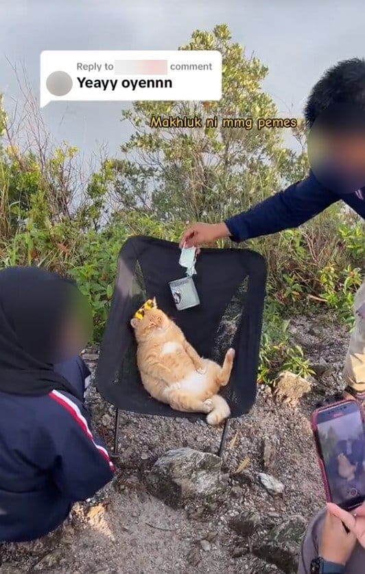 แมวส้มไทย นั่งชิล