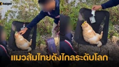 แมวส้มไทยดังไกลระดับโลก