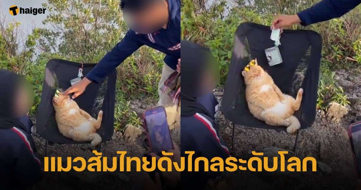 แมวส้มไทยดังไกลระดับโลก